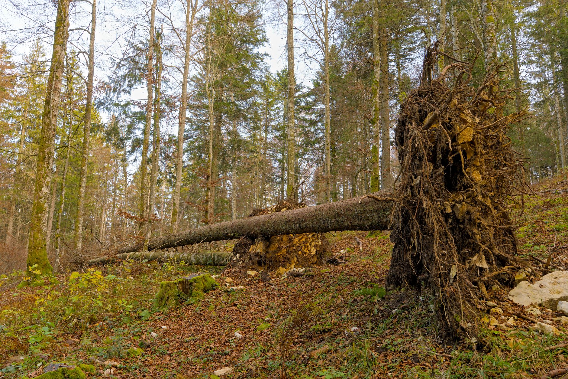 Enlèvement arbre urgence à Bois-Colombes